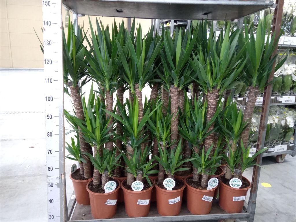 Горшечные цветы и растения оптом Yucca ... от 1шт из Голландии с доставкой по России Горшечные цветы и растения оптом Yucca ... от 1шт из Голландии с доставкой по России