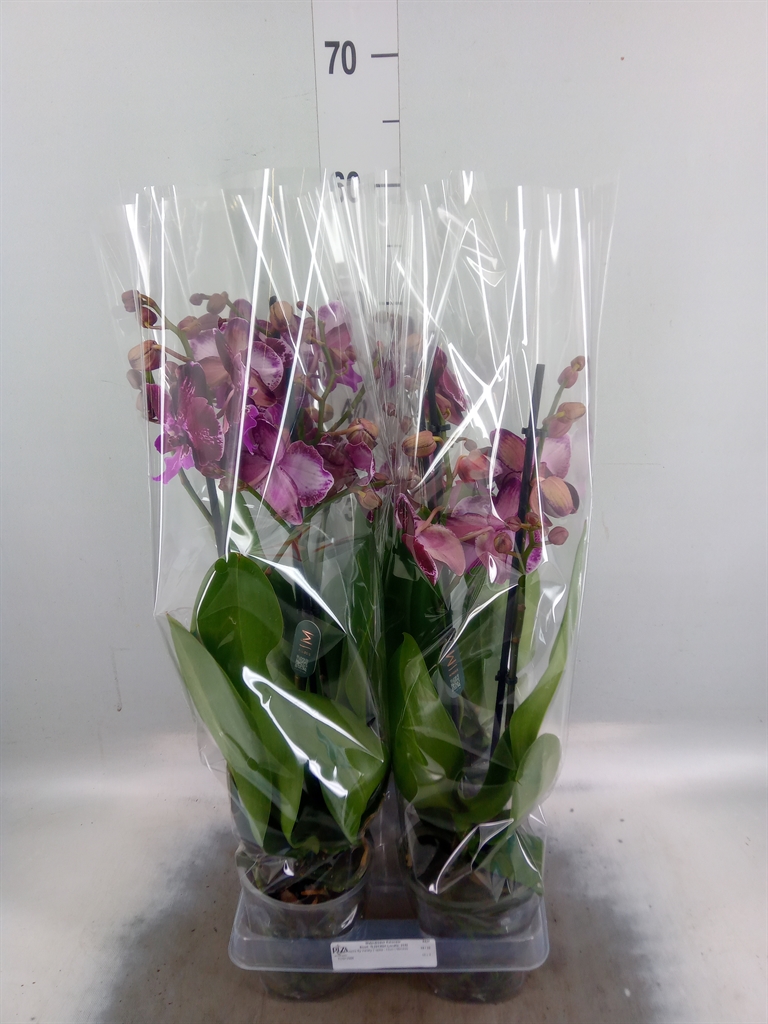 Горшечные цветы и растения оптом Phalaenopsis   ... от 4шт из Голландии с доставкой по России