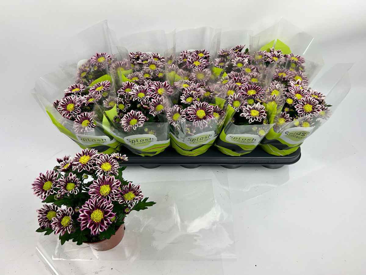 Горшечные цветы и растения оптом Chrys Splash Rocker от 10шт из Голландии с доставкой по России