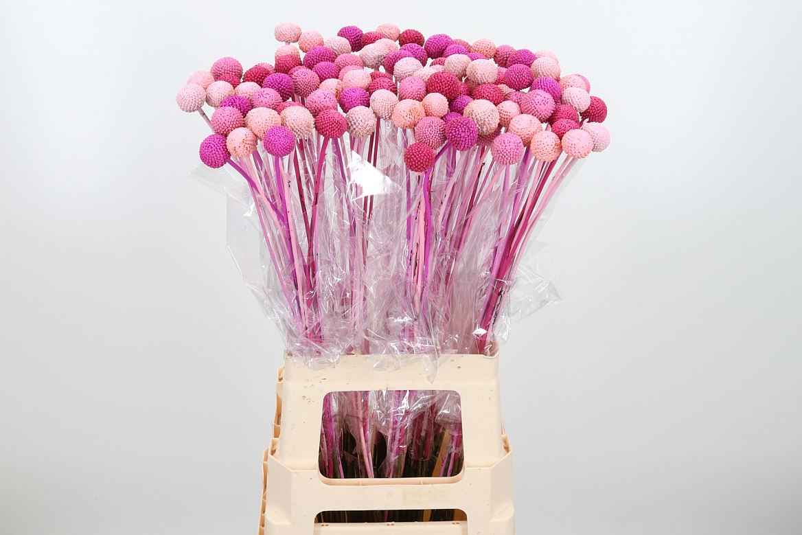 Срезанные цветы оптом Craspedia paint mix pink от 100шт. из Голландии с доставкой по России