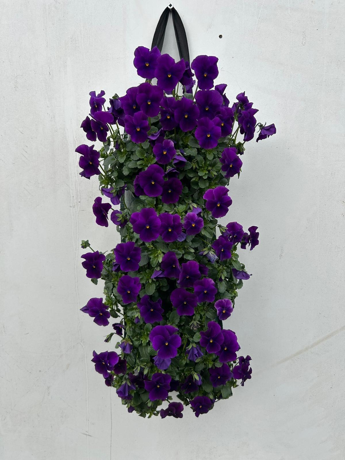 Горшечные цветы и растения оптом Vio Cornuta от 2шт из Голландии с доставкой по России