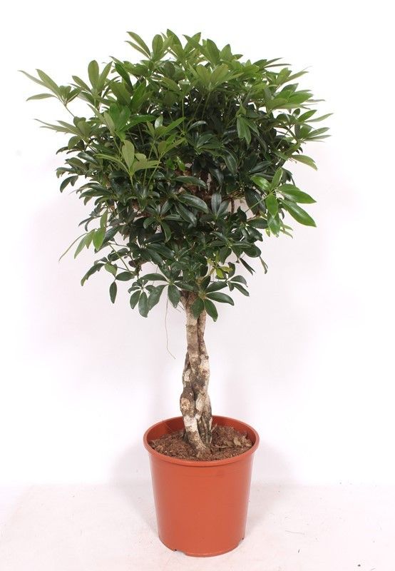 Горшечные цветы и растения оптом Schefflera Compacta Twisted Stem от 1шт из Голландии с доставкой по России