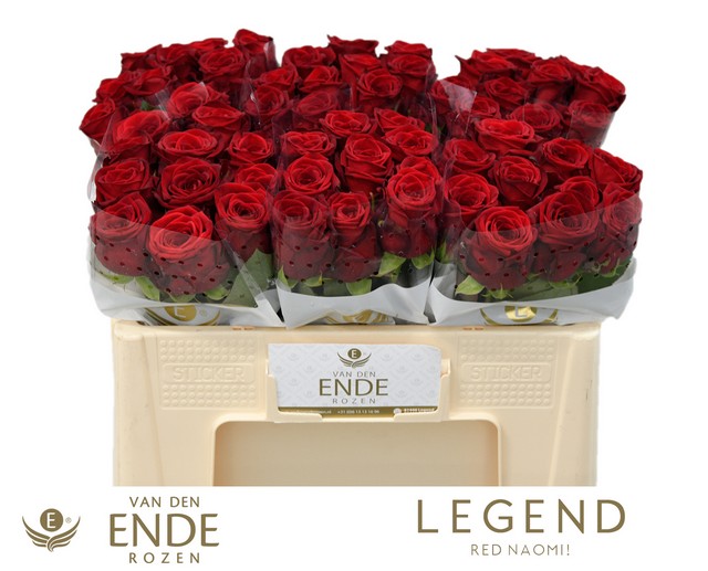 Срезанные цветы оптом Rosa large red naomi! от 50шт из Голландии с доставкой по России Срезанные цветы оптом Rosa large red naomi! от 50шт из Голландии с доставкой по России