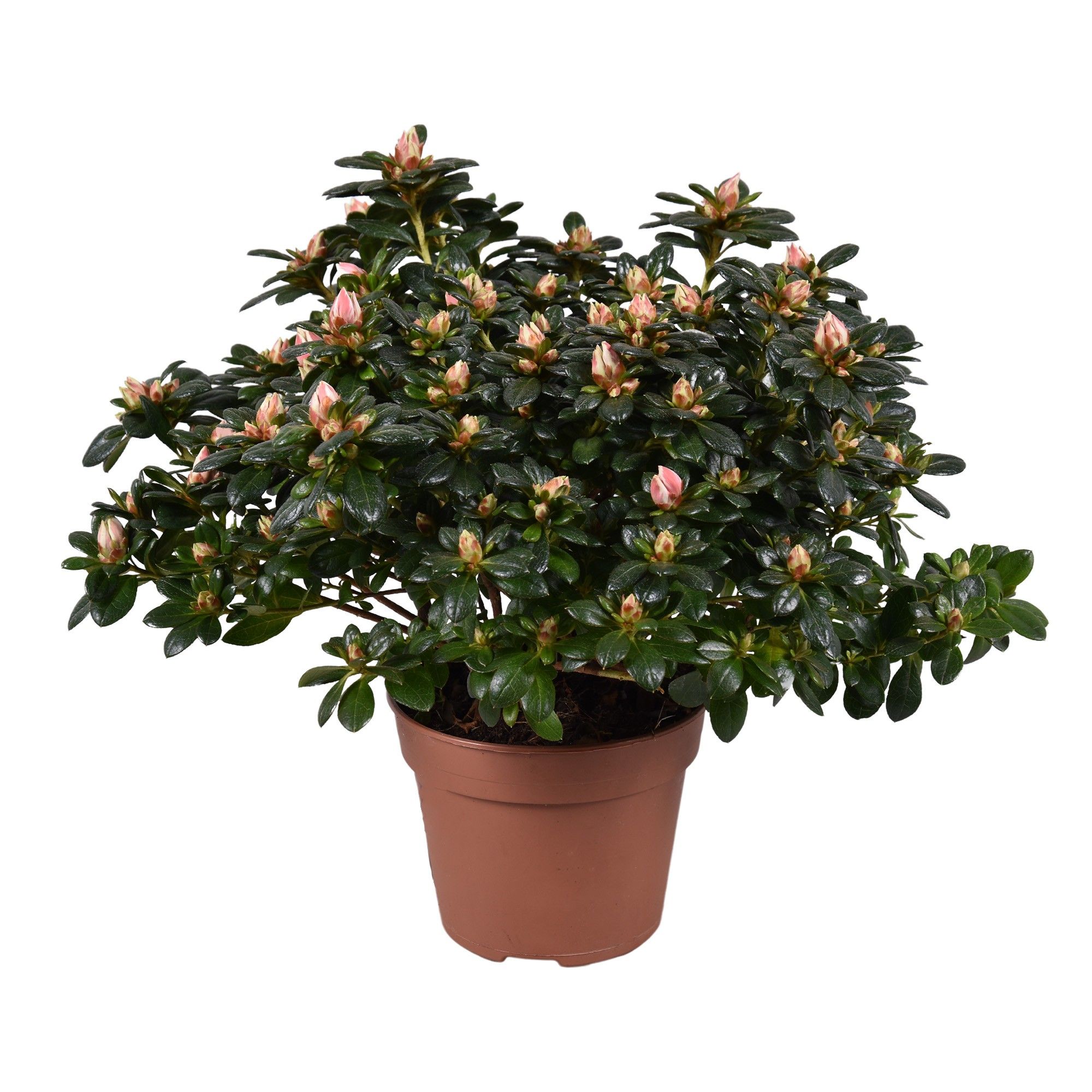 Горшечные цветы и растения оптом Azalea Mevr Gerard Kint Bicolor от 6шт из Голландии с доставкой по России Горшечные цветы и растения оптом Azalea Mevr Gerard Kint Bicolor от 6шт из Голландии с доставкой по России