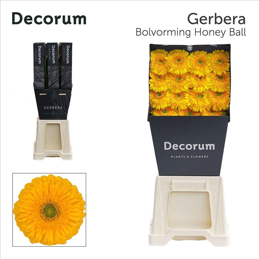 Срезанные цветы оптом Gerbera honey ball от 45шт из Голландии с доставкой по России
