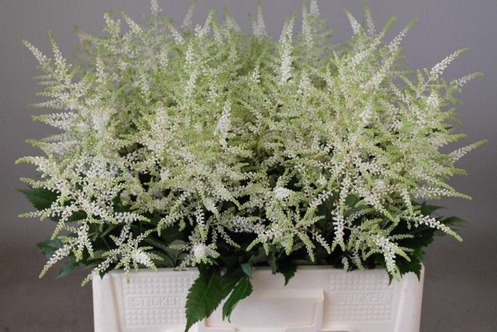 Срезанные цветы оптом Astilbe washington от 100шт. из Голландии с доставкой по России