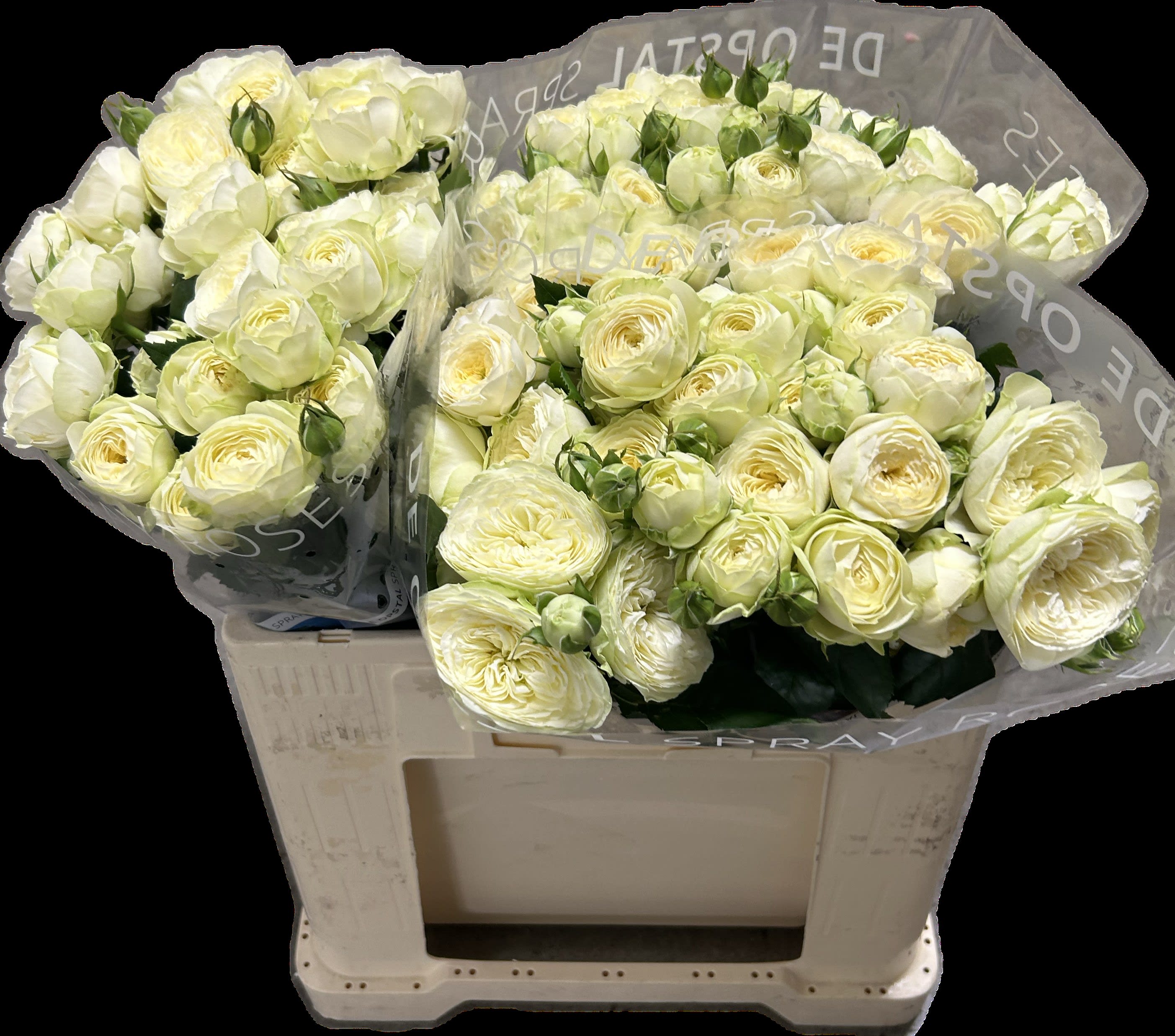 Срезанные цветы оптом Rosa spray ayala! от 30шт из Голландии с доставкой по России