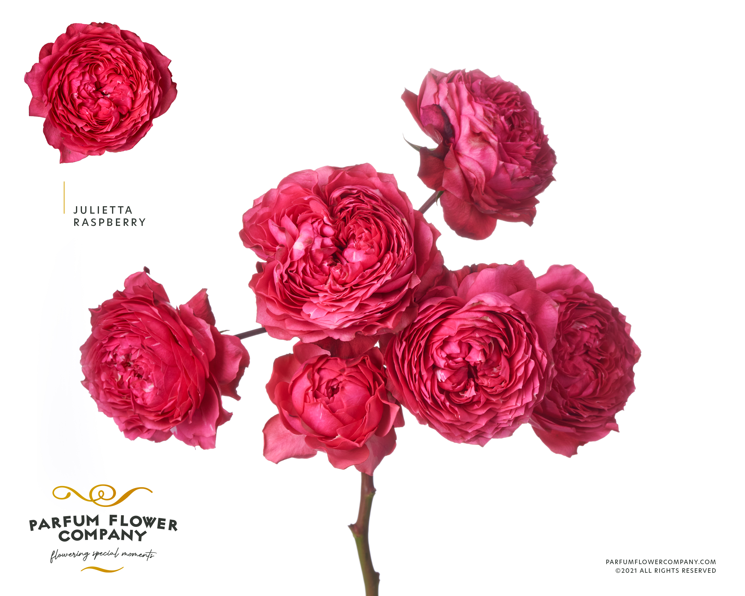 Срезанные цветы оптом Rosa garden julietta raspberry от 12шт из Голландии с доставкой по России