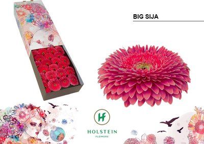 Срезанные цветы оптом Gerbera gerponi big sija от 50шт из Голландии с доставкой по России