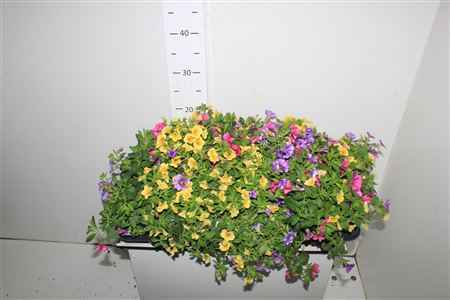 Горшечные цветы и растения оптом Calib Triob P Gem Pt от 8шт из Голландии с доставкой по России
