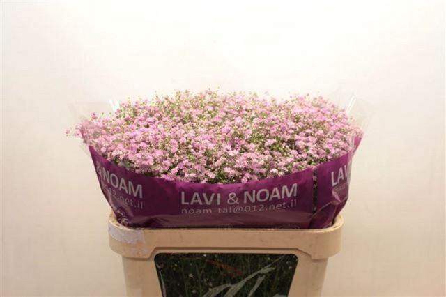 Срезанные цветы оптом Gyps my pink от 50шт из Голландии с доставкой по России