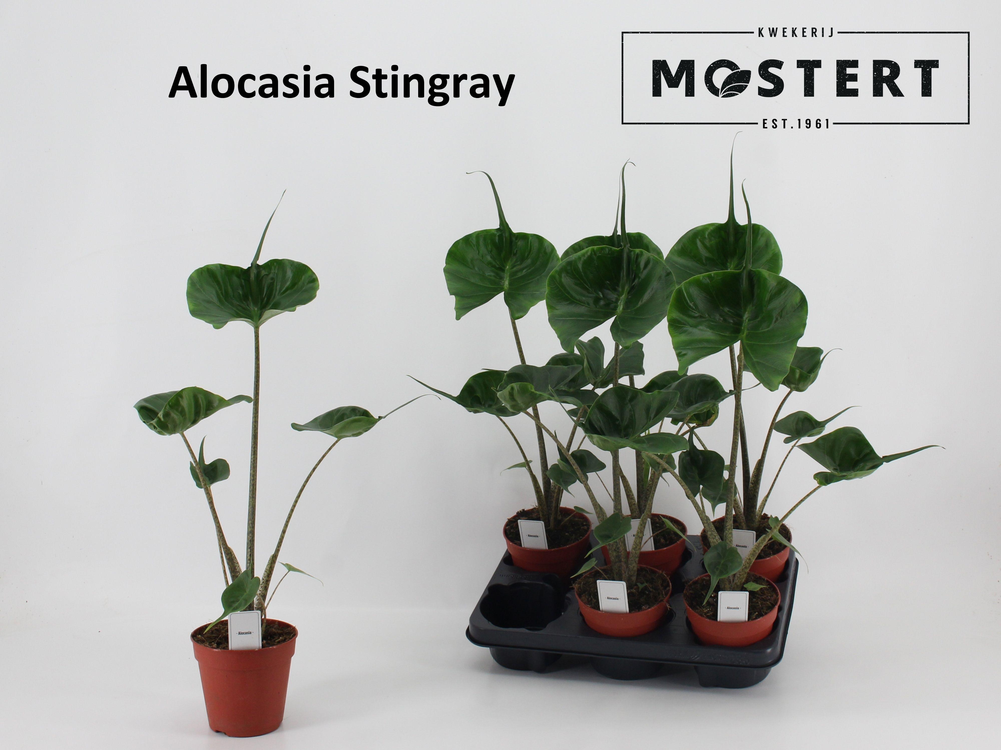 Горшечные цветы и растения оптом Aloc Macror Stingray от 6шт (для телеги) из Голландии с доставкой по России