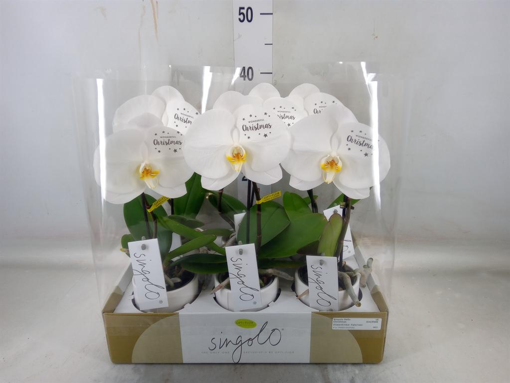 Горшечные цветы и растения оптом Phalaenopsis   ...white от 6шт (для телеги) из Голландии с доставкой по России