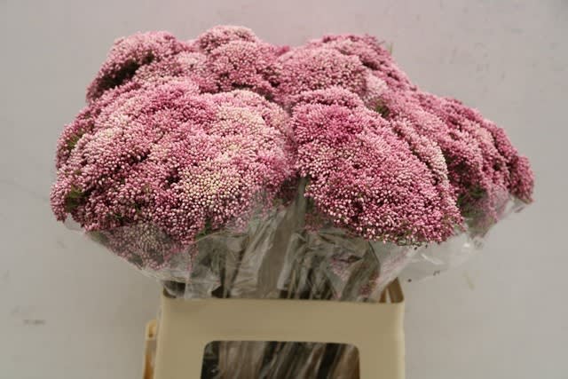 Срезанные цветы оптом Ozothamnus cooks tall pink от 50шт из Голландии с доставкой по России