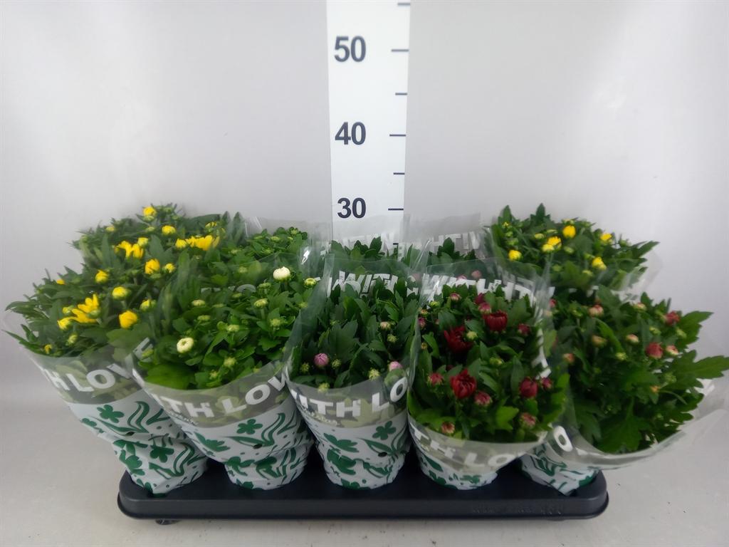Горшечные цветы и растения оптом Chrysanthemum ..mix 5 от 10шт из Голландии с доставкой по России
