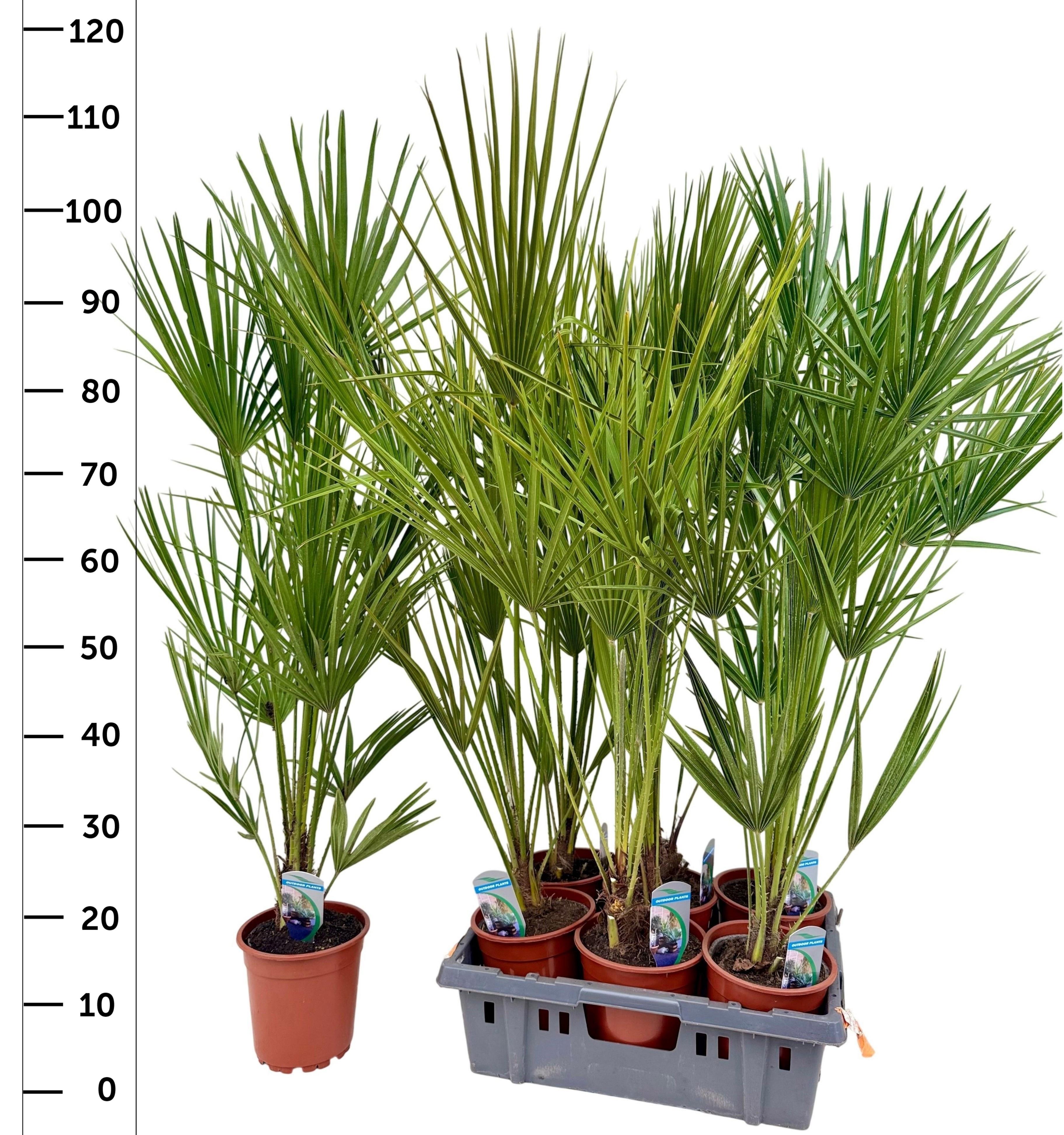 Горшечные цветы и растения оптом Cham Humilis от 6шт из Голландии с доставкой по России