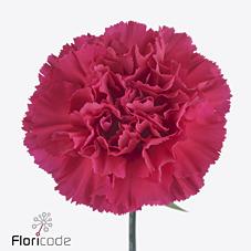 Срезанные цветы оптом Dianthus st zeppelin от 240шт из Голландии с доставкой по России