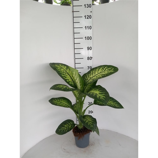 Горшечные цветы и растения оптом Dieffenbachia Tropic Snow 1pp от 6шт из Голландии с доставкой по России