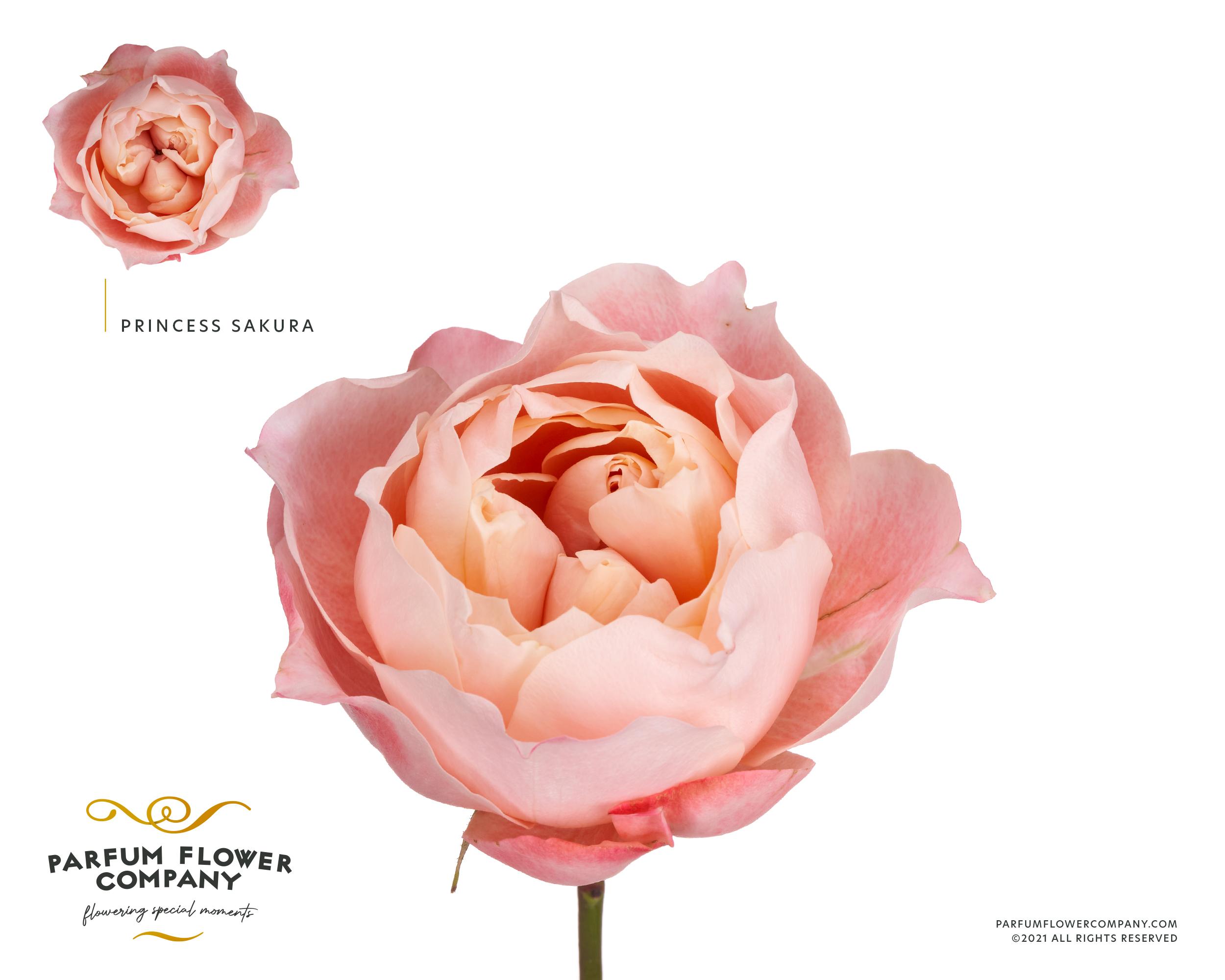 Срезанные цветы оптом Rosa garden princess sakura от 24шт из Голландии с доставкой по России