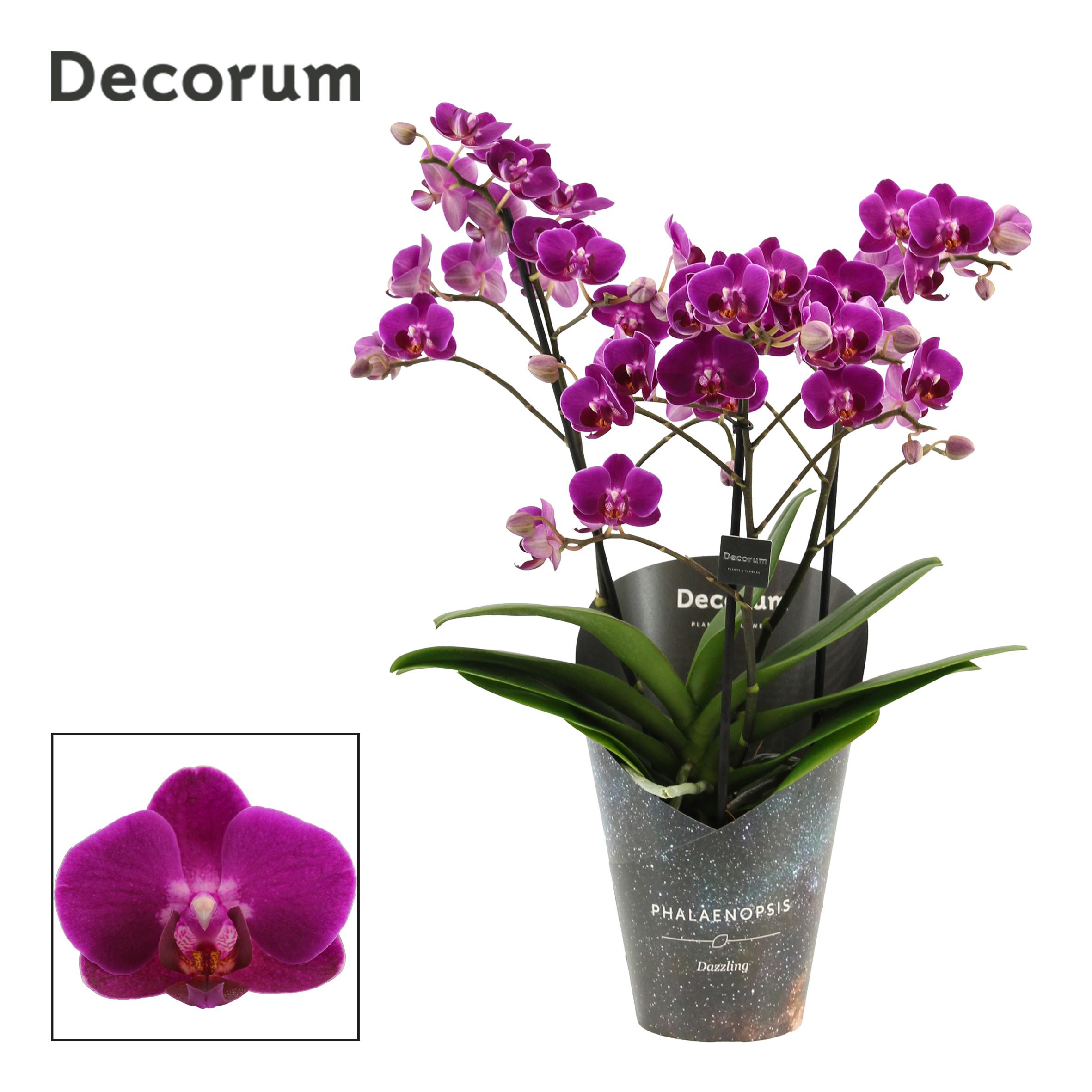 Горшечные цветы и растения оптом Phalaenopsis Dazzling Palenque 3-4 Tak (decorum) от 6шт из Голландии с доставкой по России