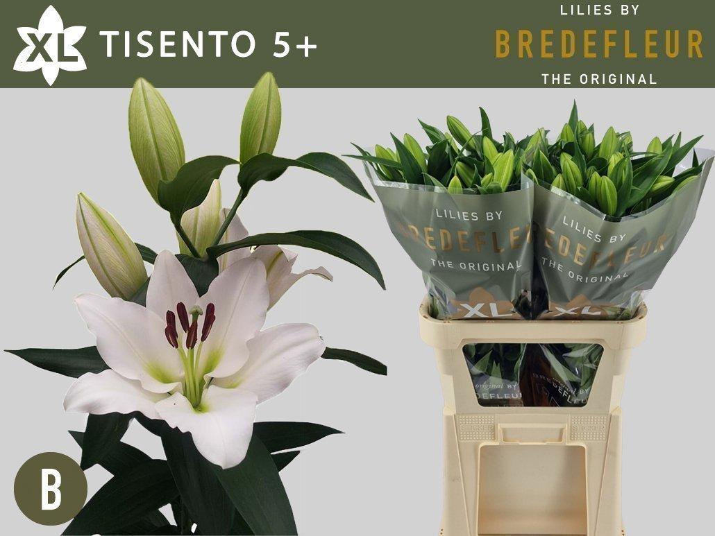 Срезанные цветы оптом Lilium or tisento от 30шт из Голландии с доставкой по России