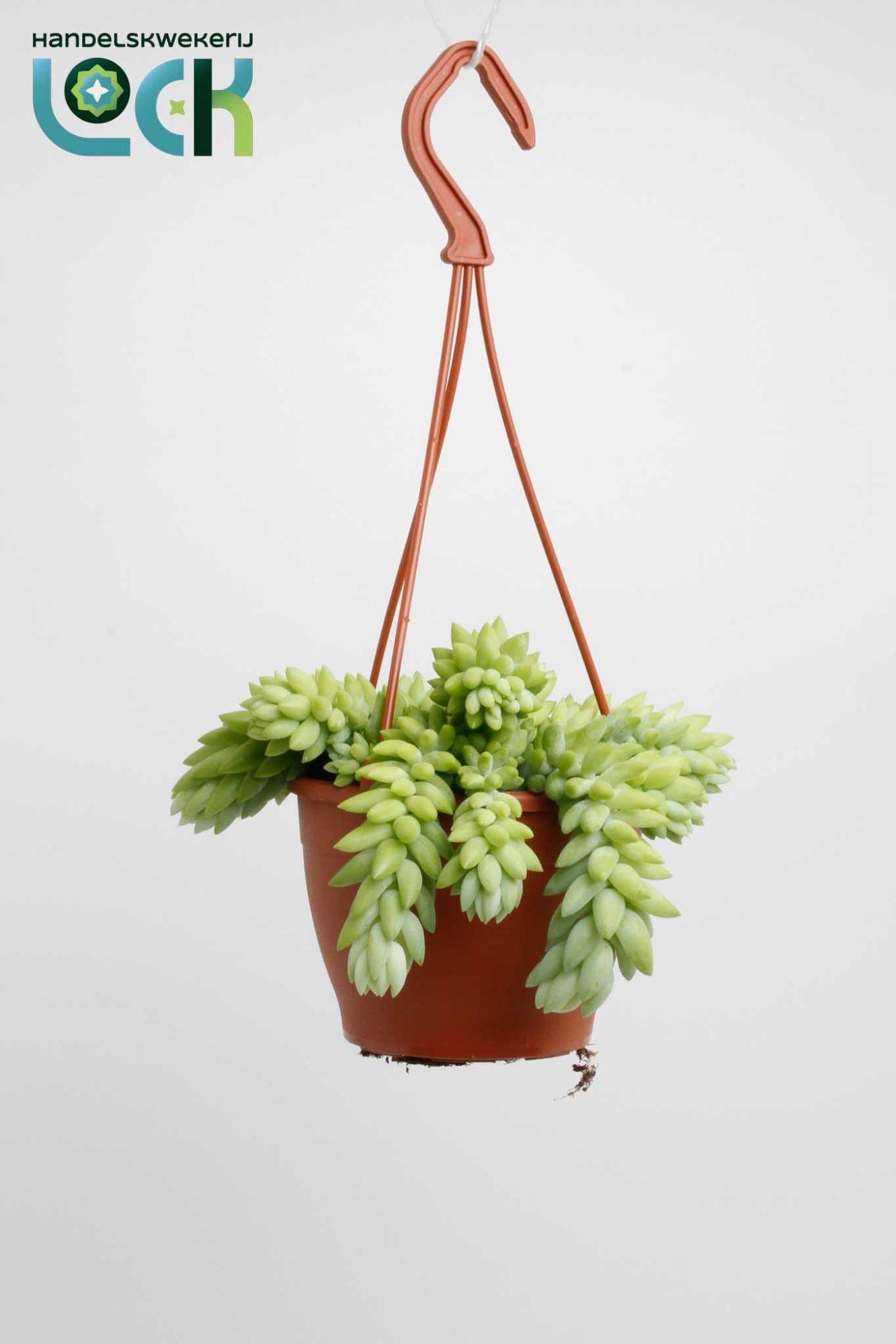 Горшечные цветы и растения оптом Sedum Morganianum от 3шт из Голландии с доставкой по России