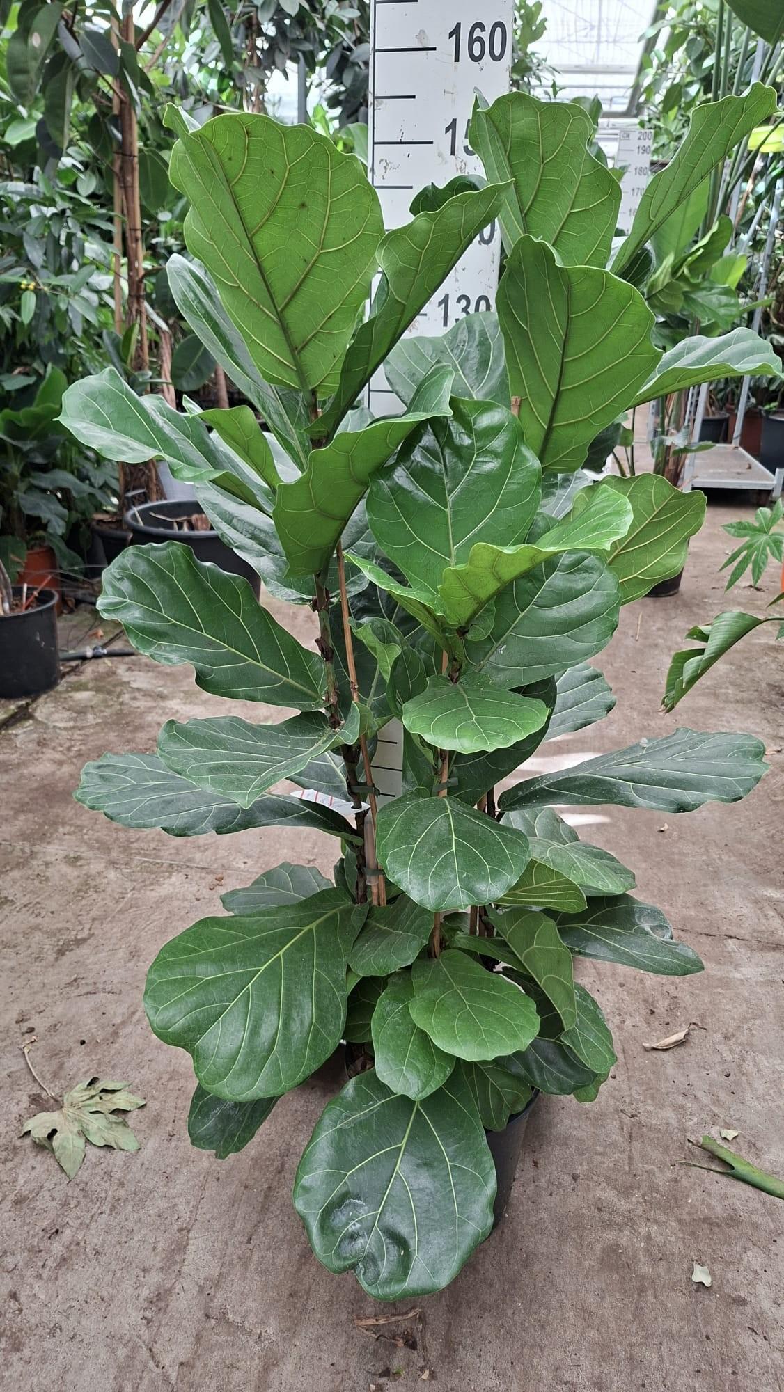 Горшечные цветы и растения оптом Ficus Lyrata 3pp от 1шт из Голландии с доставкой по России