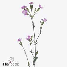 Срезанные цветы оптом Dianthus sp lilliput lavender от 60шт из Голландии с доставкой по России