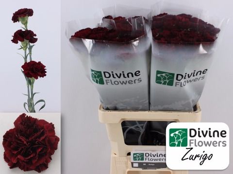 Срезанные цветы оптом Dianthus st zurigo от 80шт из Голландии с доставкой по России