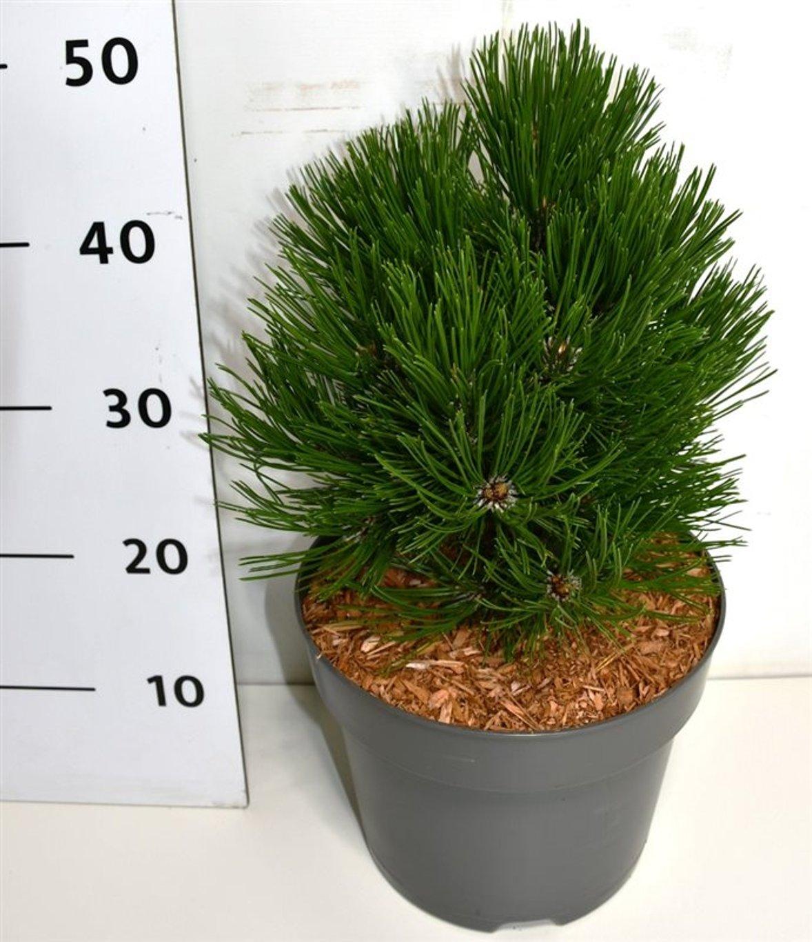 Горшечные цветы и растения оптом Pinus Leucodermis Schmidtii от 1шт из Голландии с доставкой по России