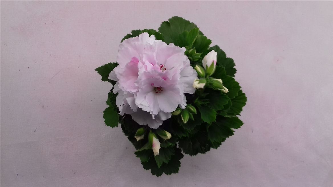 Горшечные цветы и растения оптом Pelargonium Grandi Mona Lisa White от 6шт из Голландии с доставкой по России