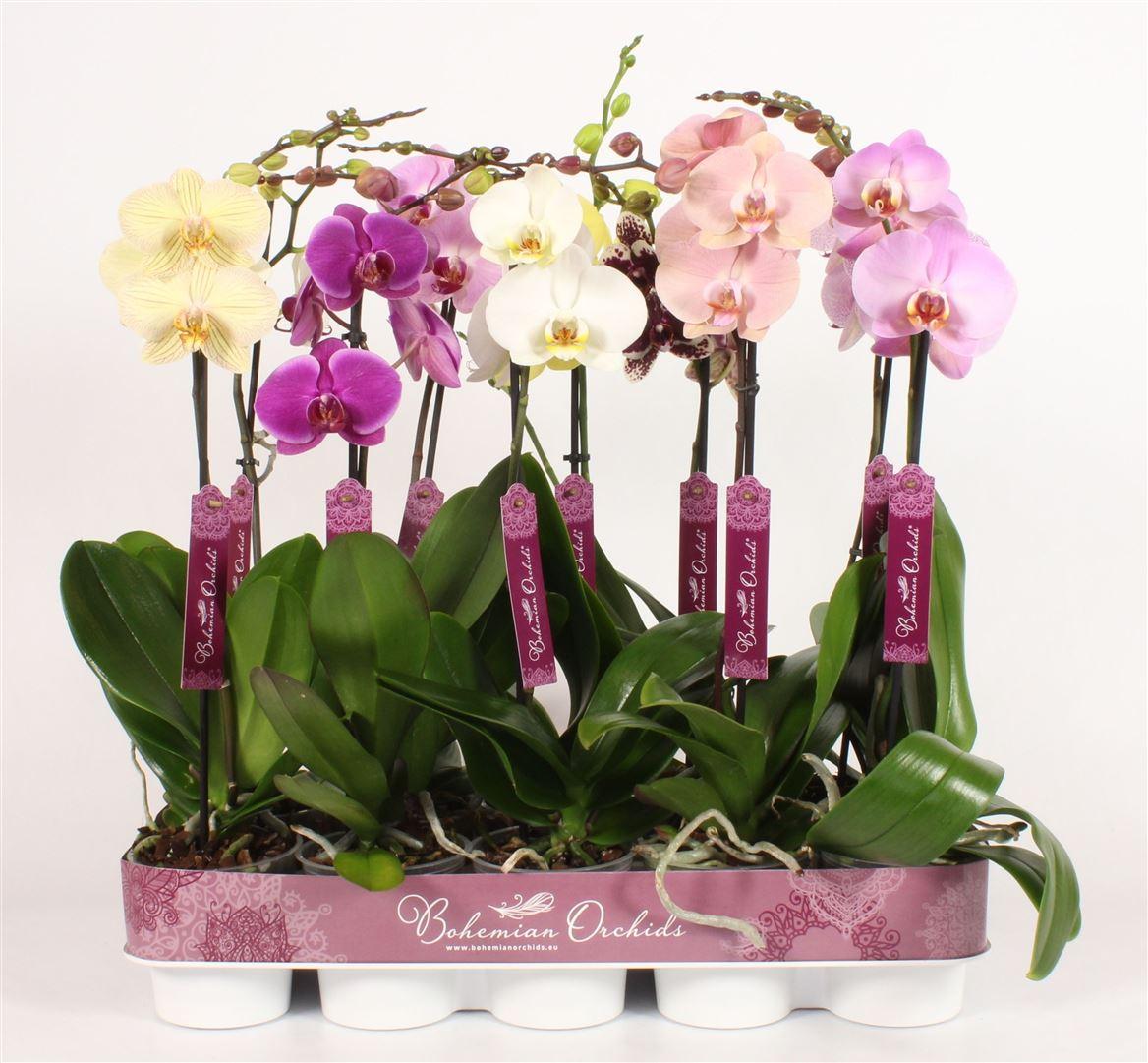 Горшечные цветы и растения оптом Phal 1st Bohemian Mix 9+ (piko) от 10шт из Голландии с доставкой по России