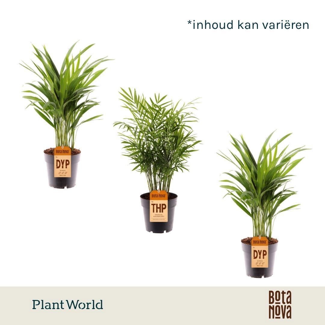 Горшечные цветы и растения оптом Palmen Mix от 7шт из Голландии с доставкой по России