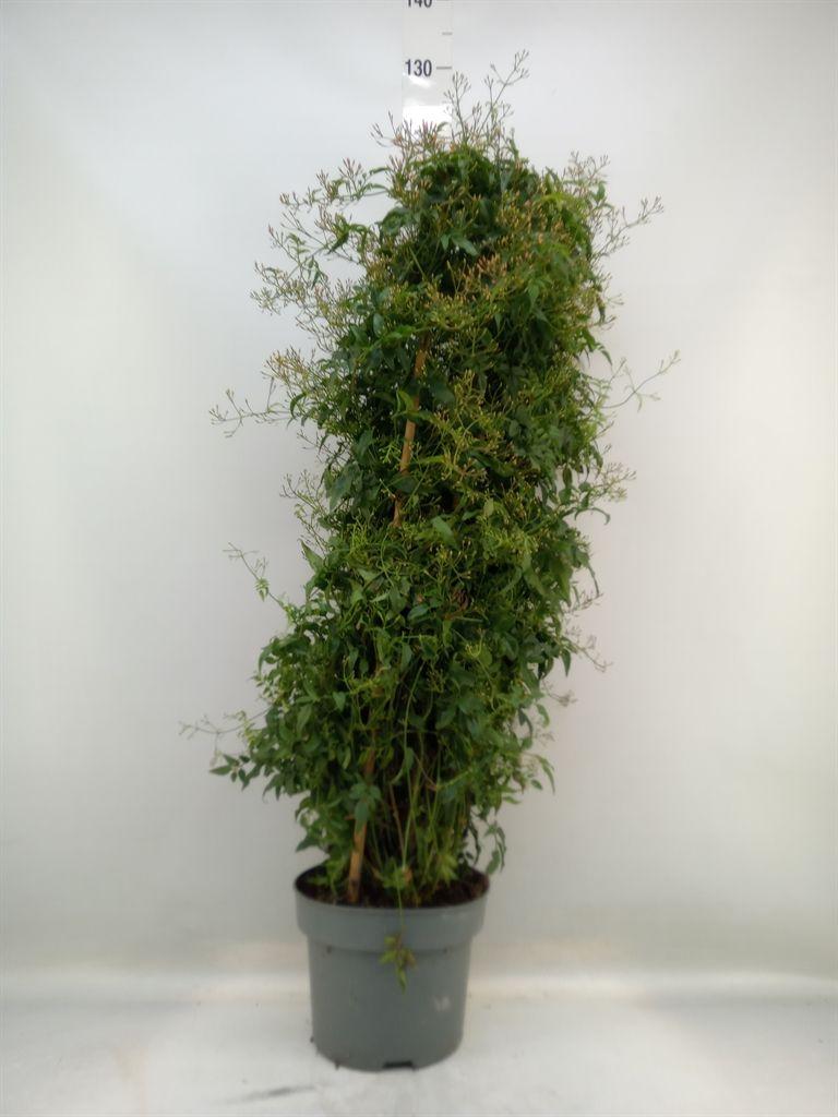 Горшечные цветы и растения оптом Jasminum Polyanthum от 1шт из Голландии с доставкой по России