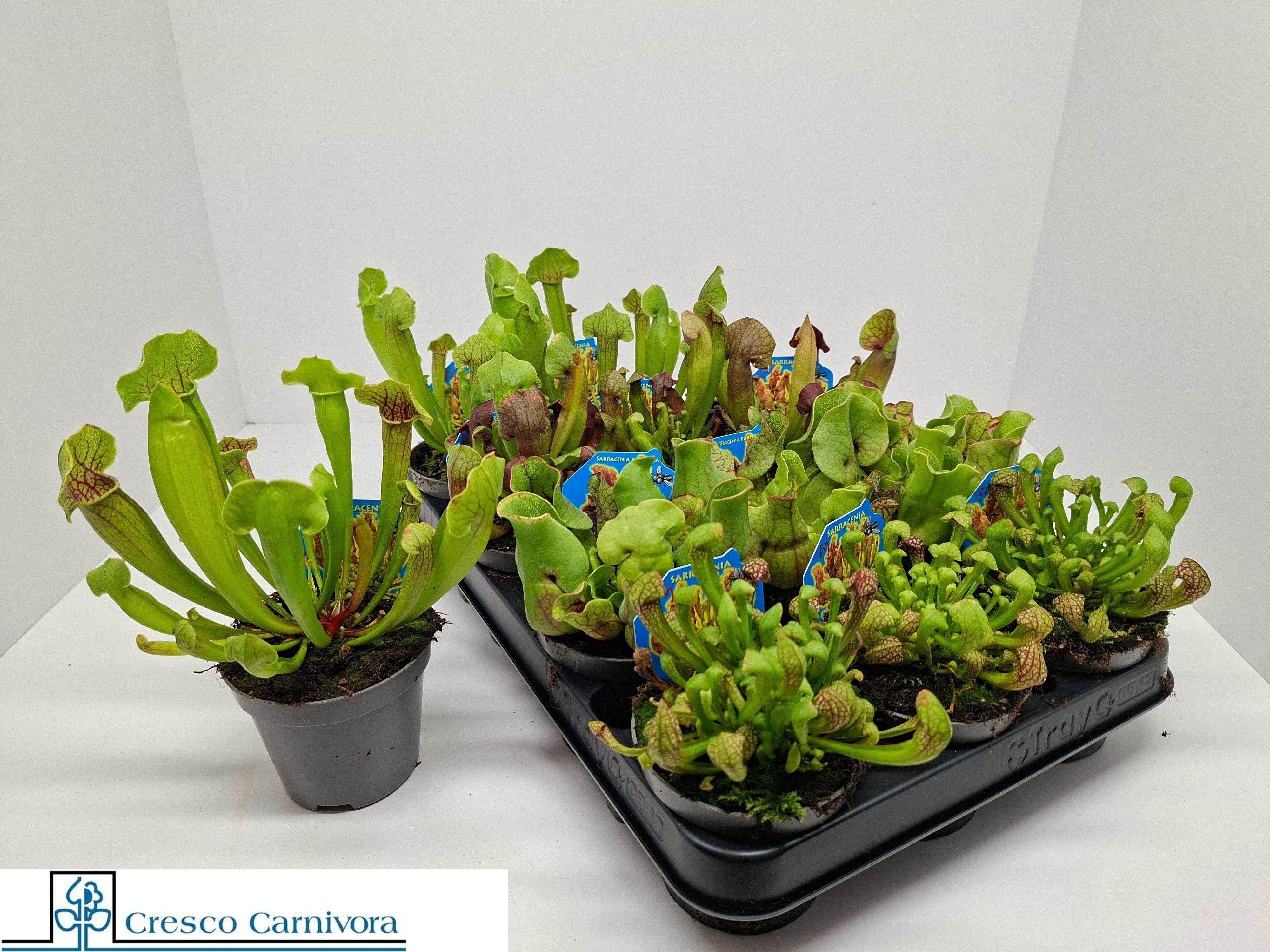 Горшечные цветы и растения оптом Sarracenia Ov от 12шт (для телеги) из Голландии с доставкой по России