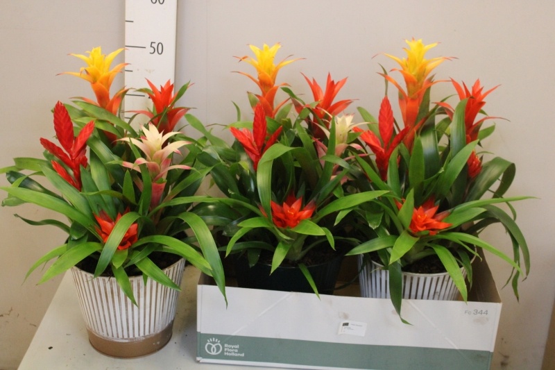 Горшечные цветы и растения оптом Bromelia Gem от 2шт из Голландии с доставкой по России