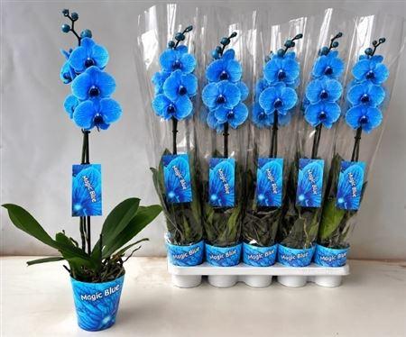 Горшечные цветы и растения оптом Phal Paint 1 Branche 10+ Blue от 10шт из Голландии с доставкой по России