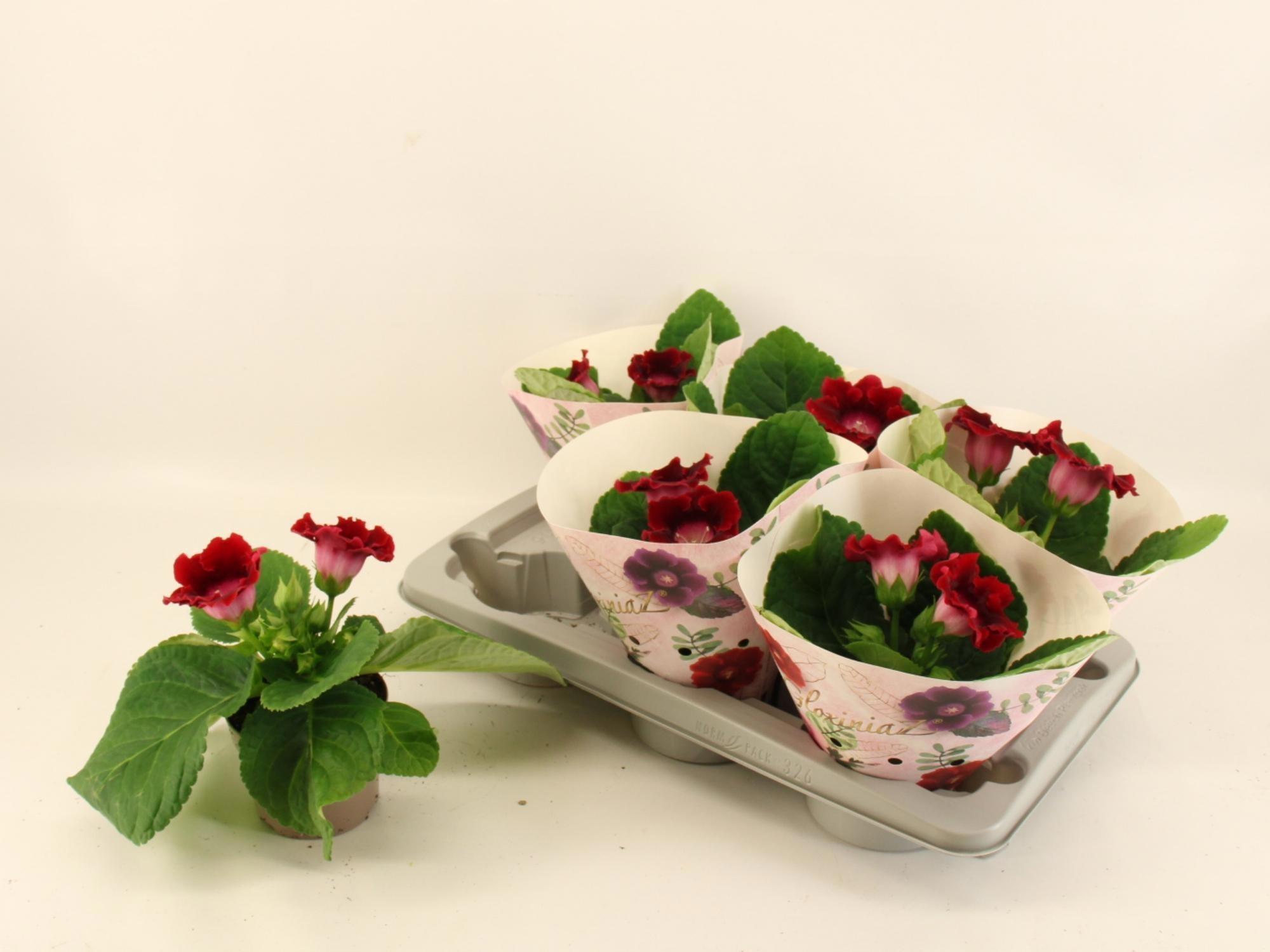 Горшечные цветы и растения оптом Sinningia Avanti Scarlet от 6шт (для телеги) из Голландии с доставкой по России