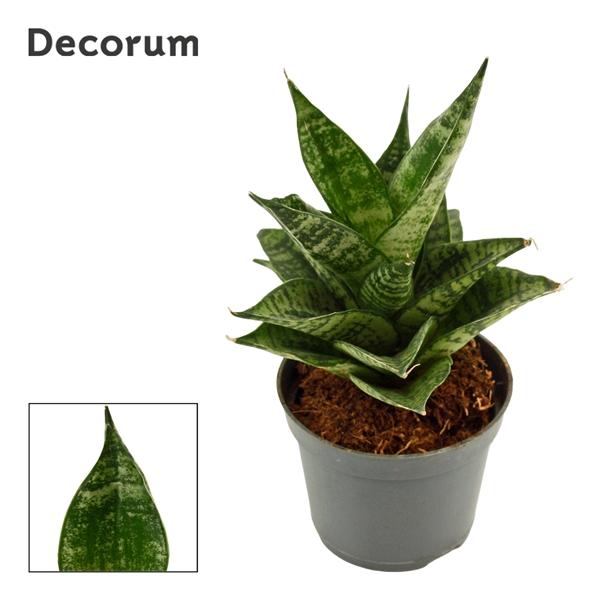 Горшечные цветы и растения оптом Sansevieria Erlandel Crown (decorum) от 14шт (для телеги) из Голландии с доставкой по России