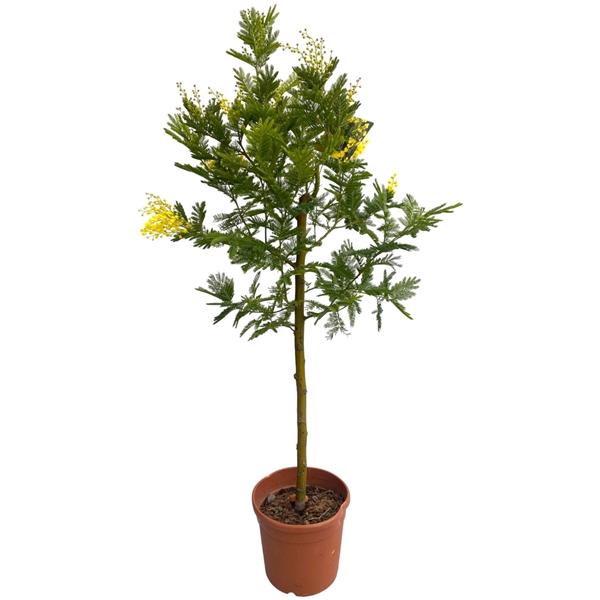 Горшечные цветы и растения оптом Acacia Dealbata Mimosa On Stem от 1шт из Голландии с доставкой по России