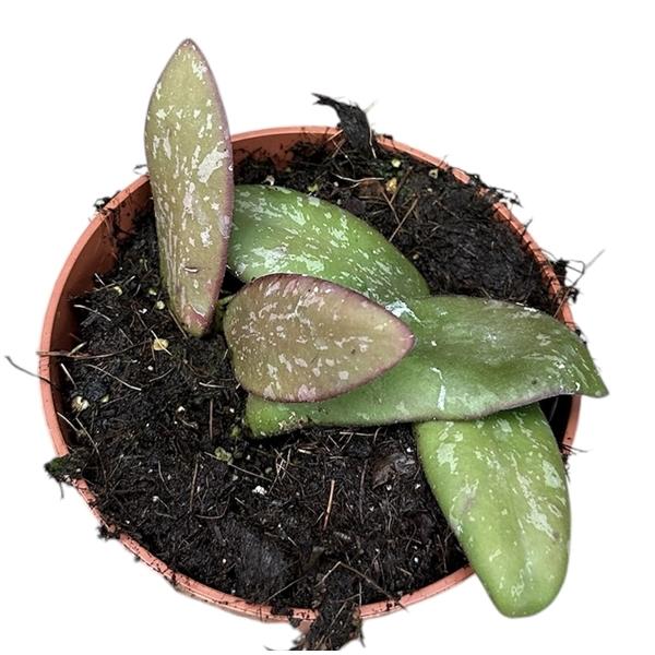 Горшечные цветы и растения оптом Hoya Sigillatis Silver от 1шт из Голландии с доставкой по России