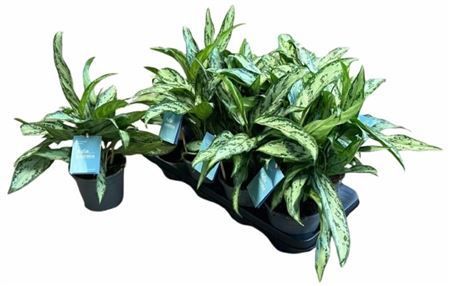 Горшечные цветы и растения оптом Aglaonema Silver Queen от 8шт из Голландии с доставкой по России