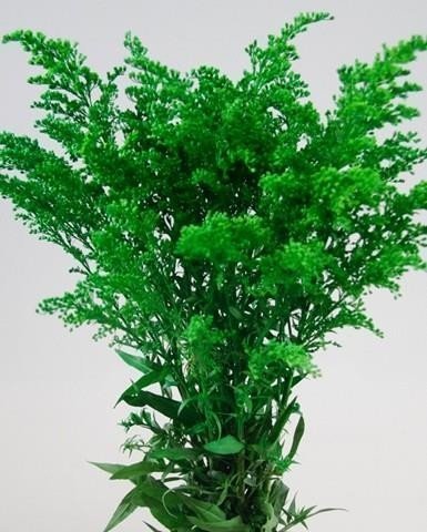 Срезанные цветы оптом Solidago paint green от 100шт из Голландии с доставкой по России