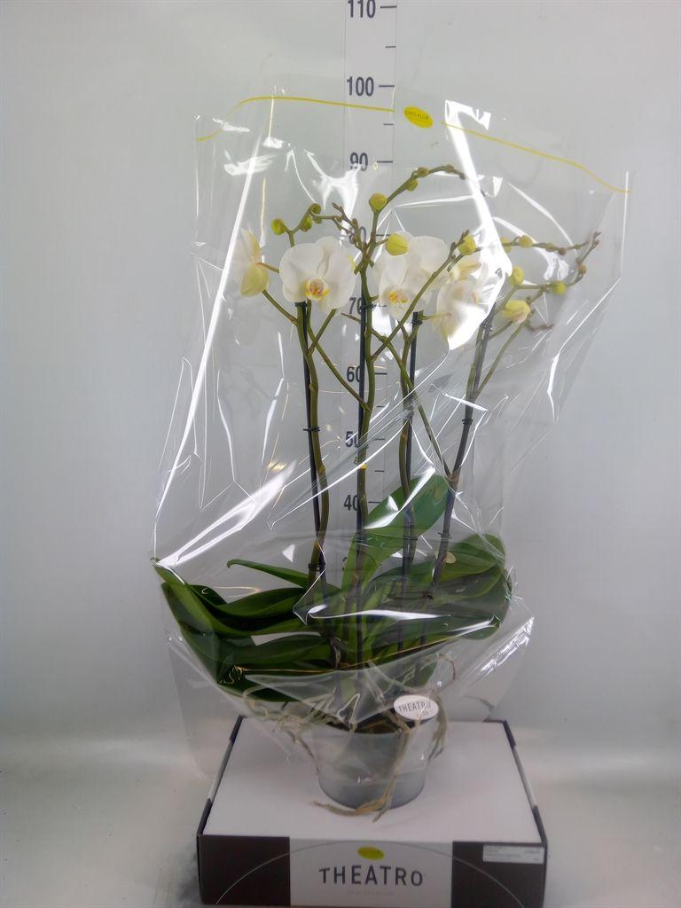 Горшечные цветы и растения оптом Phalaenopsis   ...white от 1шт из Голландии с доставкой по России