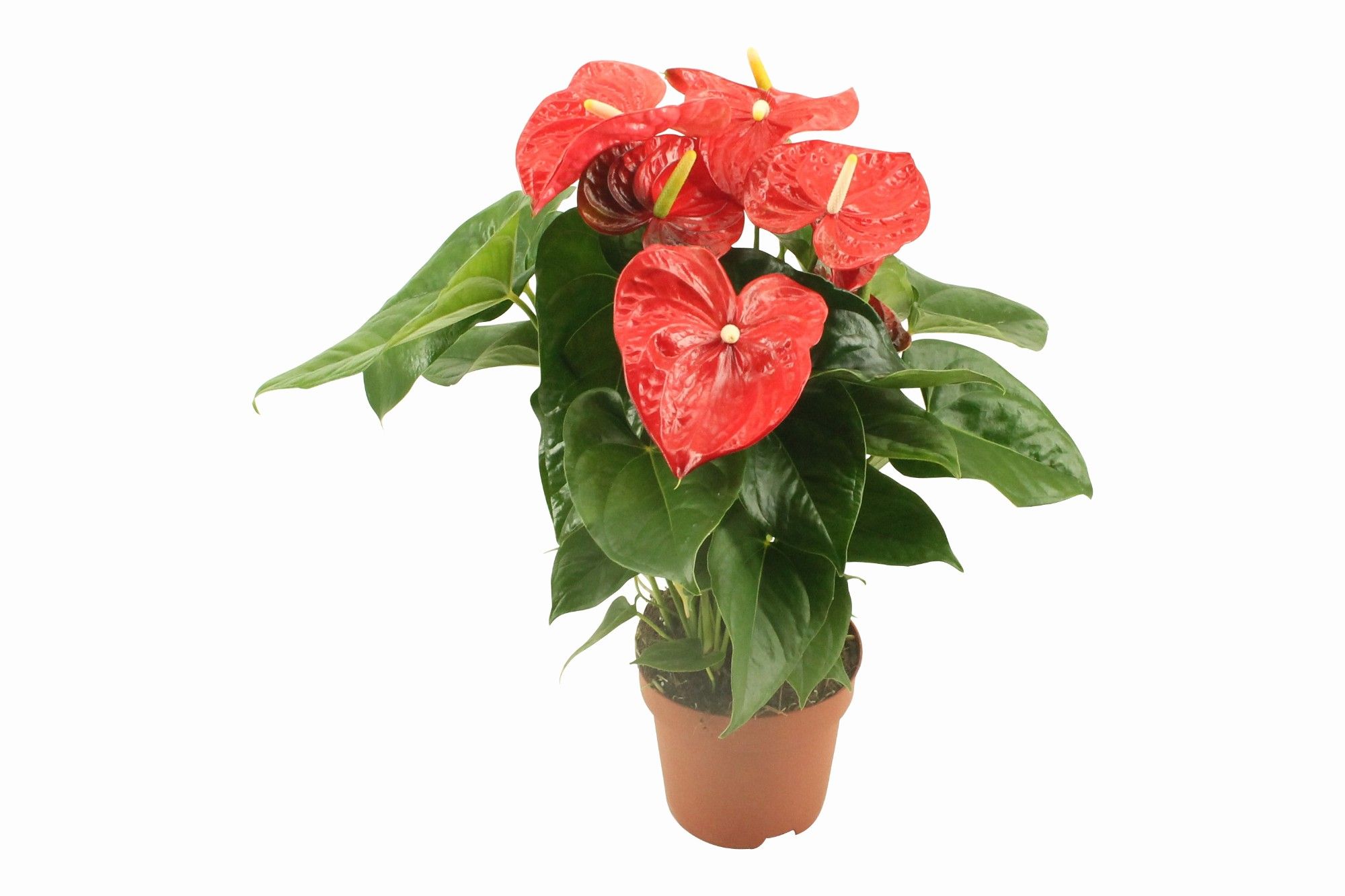 Горшечные цветы и растения оптом Anth An Aloha Red 6+ Pot от 6шт из Голландии с доставкой по России