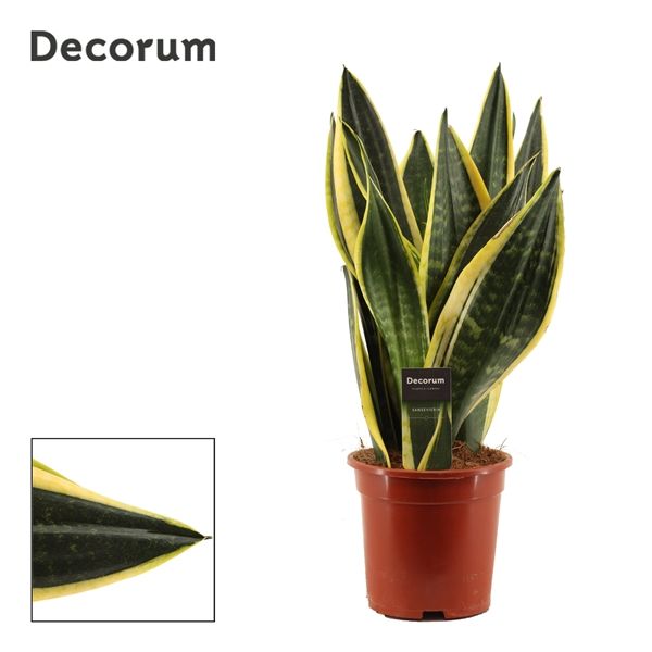 Горшечные цветы и растения оптом Sansevieria Night Shade (decorum) от 4шт из Голландии с доставкой по России