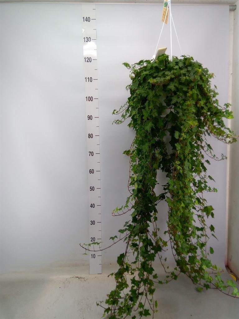 Горшечные цветы и растения оптом Hedera Pittsburgh Hangpot от 1шт из Голландии с доставкой по России