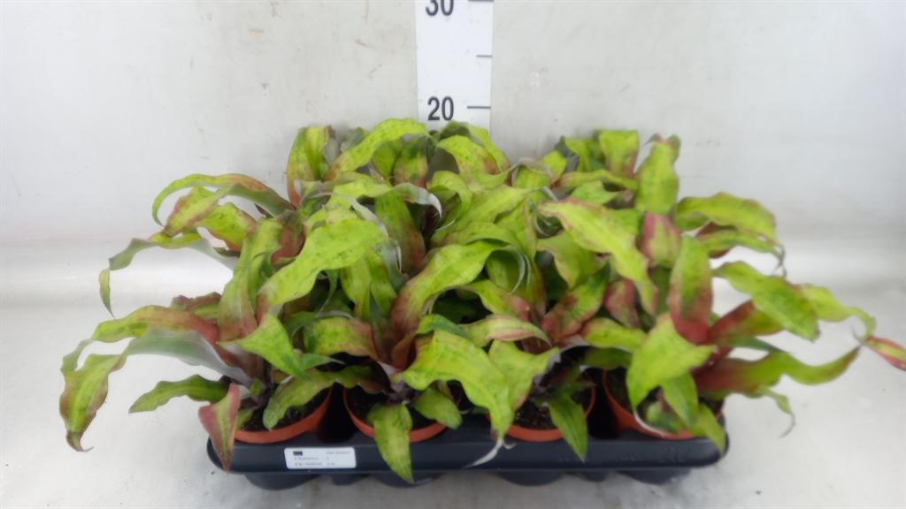 Горшечные цветы и растения оптом Cryptanthus Bivittatus от 12шт (для телеги) из Голландии с доставкой по России
