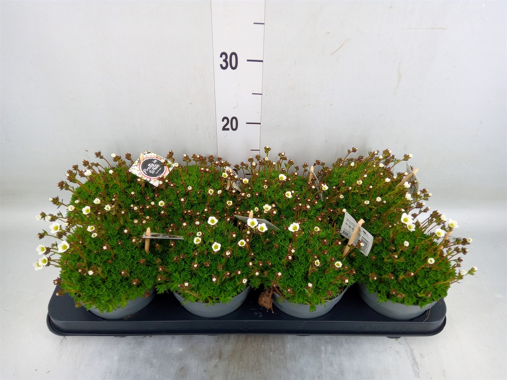 Горшечные цветы и растения оптом Saxifraga Arend. от 8шт из Голландии с доставкой по России