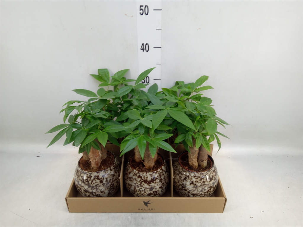 Горшечные цветы и растения оптом Pachira Aquatica от 6шт (для телеги) из Голландии с доставкой по России